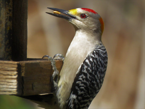 Woodpecker perched with seed in beak.