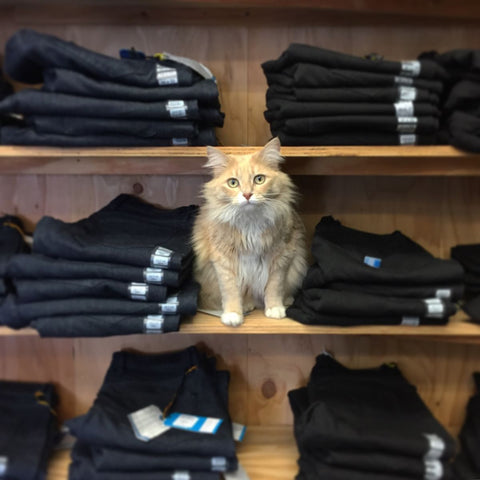 our cat sophie, on a shelf with a bunch of denim, with a very sincere look