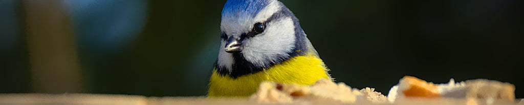 small birds generally fly into windows