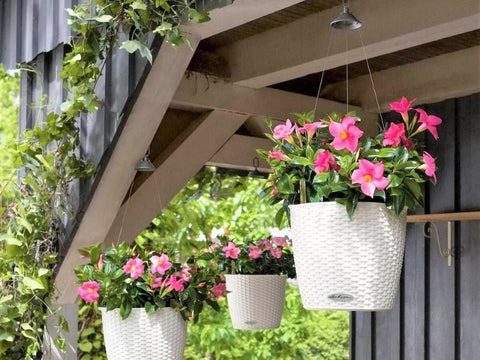 hanging planters