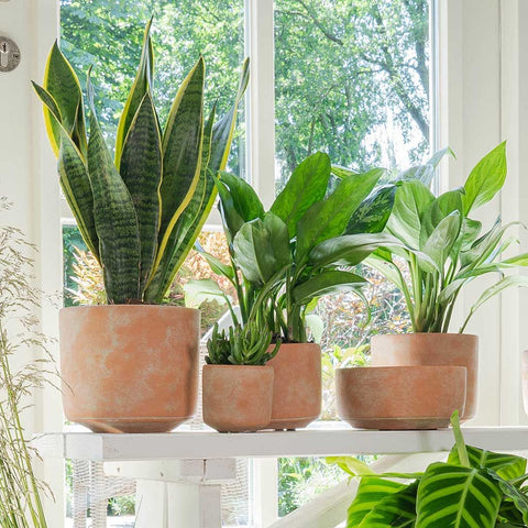 Terracotta Pots