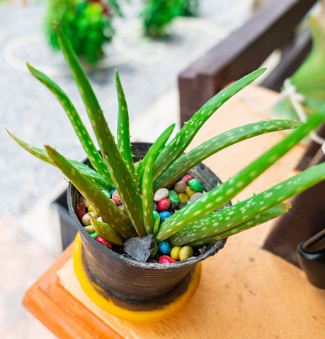 Spiral Aloe