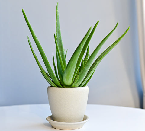 Popular Aloe Vera Plants