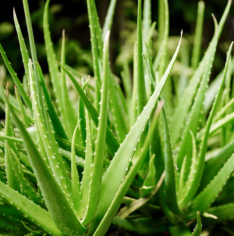 aloe vera plant growth