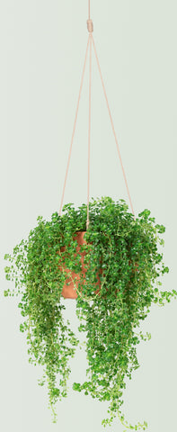 types of hanging plants