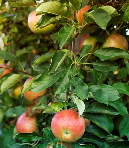 Apple Fruit Plant