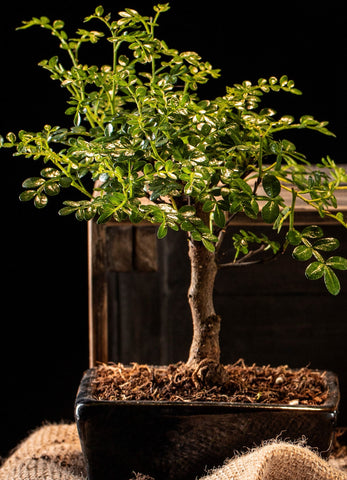 Bonsai Plants In India