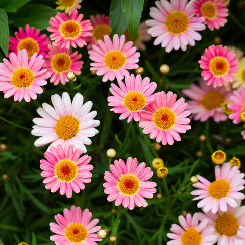 Summer Flowering Plants