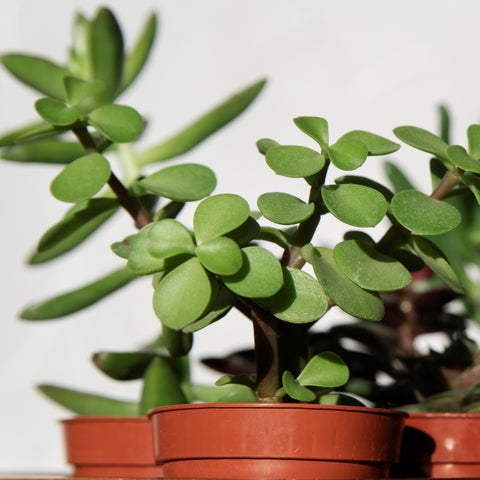 What Is The Significance Of Jade Plants