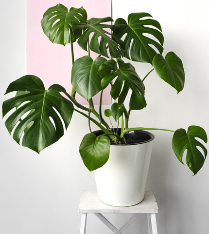 Care Of Monstera Plants In India