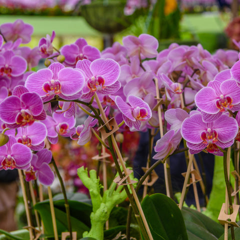 Popular Orchid Flower Plants