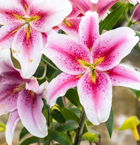 Lily Flower Plants