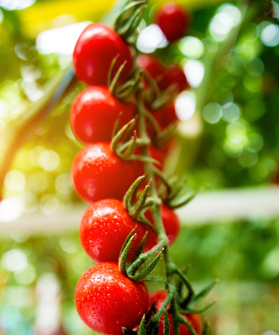 tomato Benefits
