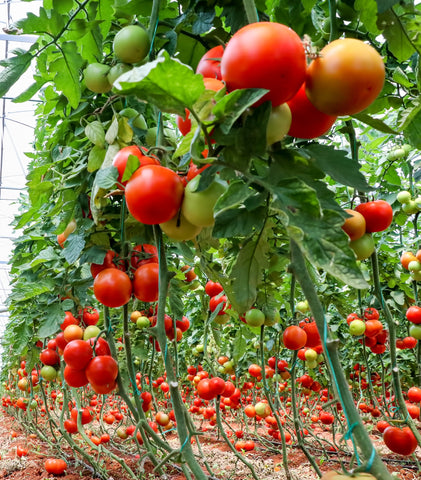 https://cdn.shopify.com/s/files/1/0085/2344/8371/files/beautiful-red-ripe-tomatoes-grown-greenhouse_480x480.jpg?v=1691653442