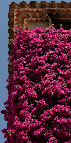 Bougainvillea