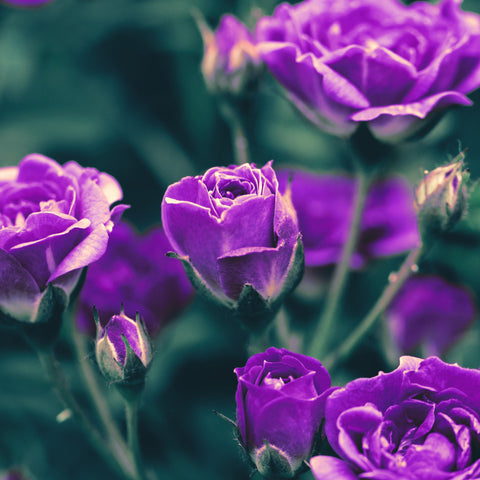 Rose Gardening In India