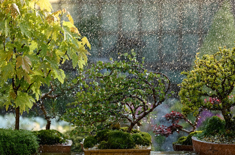 Care Of Plants In Rainy Season