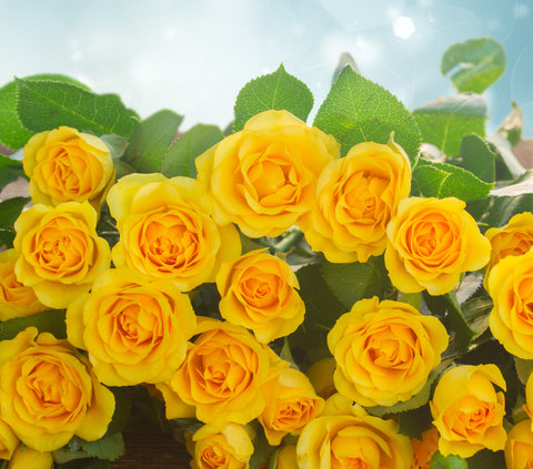 Best Rose Gardening In India