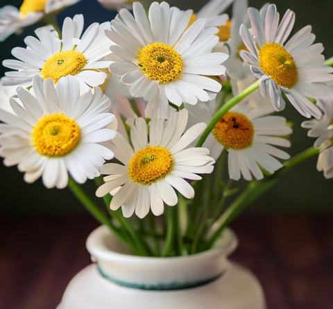 Top 10 Daisy Flower Varieties - Know The Benefits, Uses, and Care Tips –  Plantlane