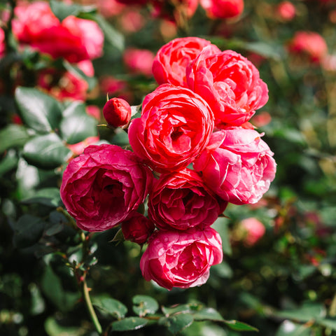 Garden Roses