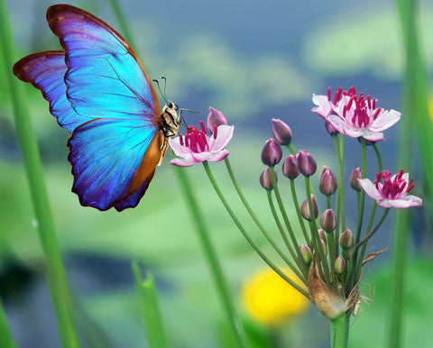 Best Butterfly Flowers