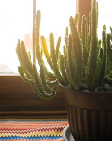 Feather Cactus Plant