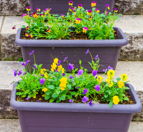 Rectangular Planters for Plants