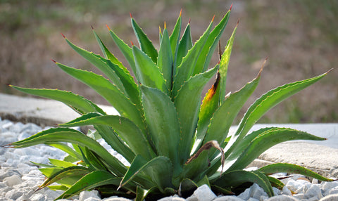 Aloe Caesia