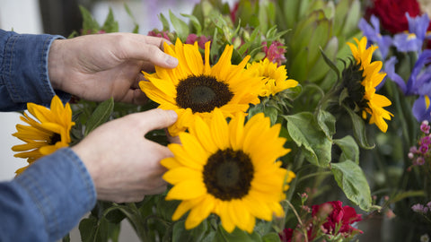 Grow Sunflowers at Home