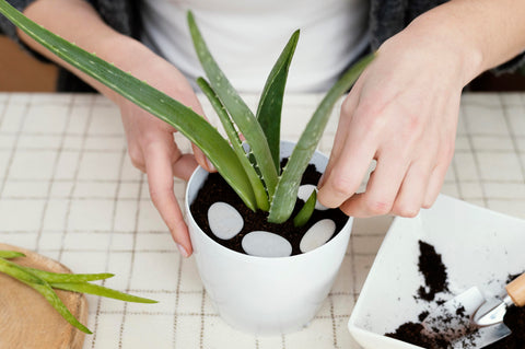 Aloe Vera Plant