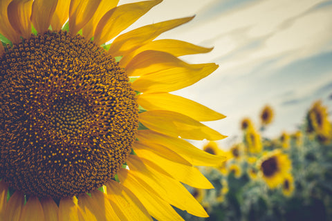 Types Of Sunflowers