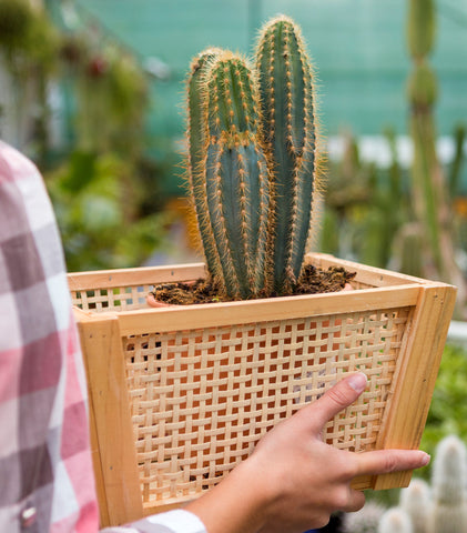 Popular Cactus Plants
