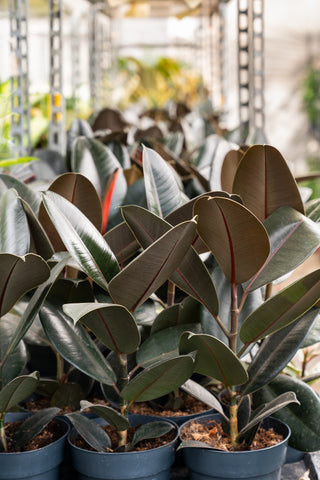 Tips for Rubber Plant Care