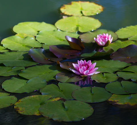 Water Plants