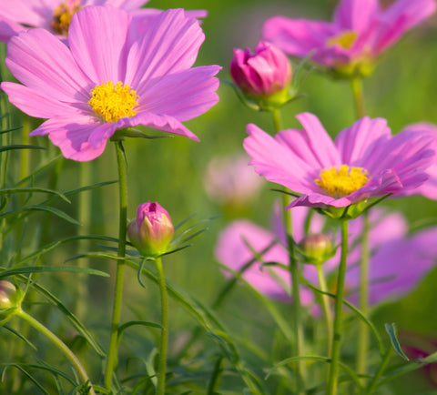 Cosmos Flower Plant