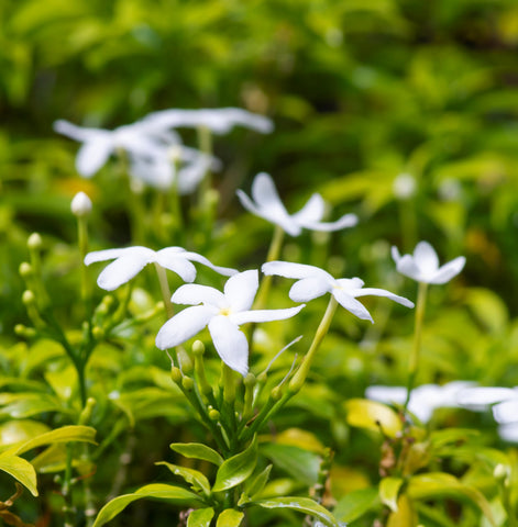 Benefits Of Jasmine Flower Plants