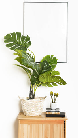 Best Monstera Plants In India