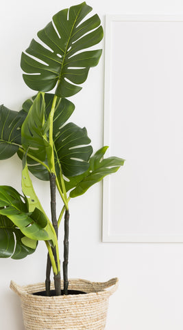 Care Of Monstera Plants
