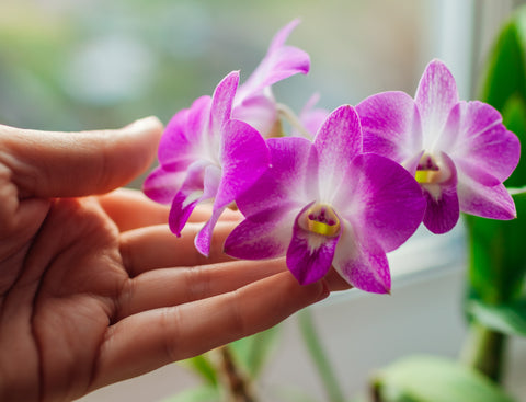 Orchid Plants