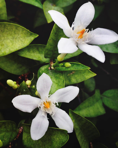 Jasmine Flower Plants