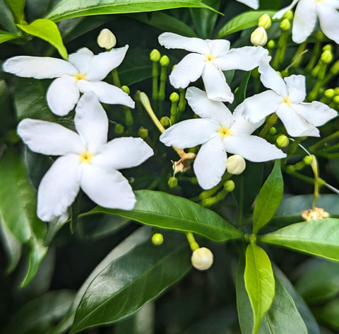 Jasmine flowering plants