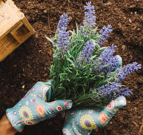 Care Of Lavender Plants
