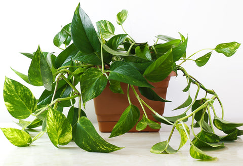 Snow Queen Pothos Money Plant