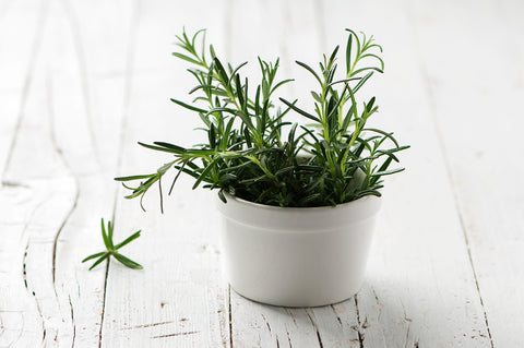 Rosemary Plant