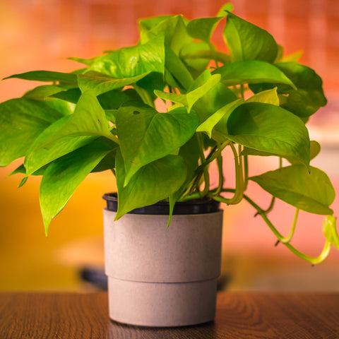 Benefits of Money Plants At Home