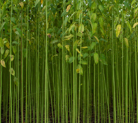 Top 10 Bamboo Plants To Grow In Garden