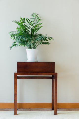 Areca Palm