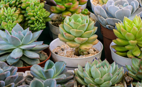 How To Care For Succulent Plants