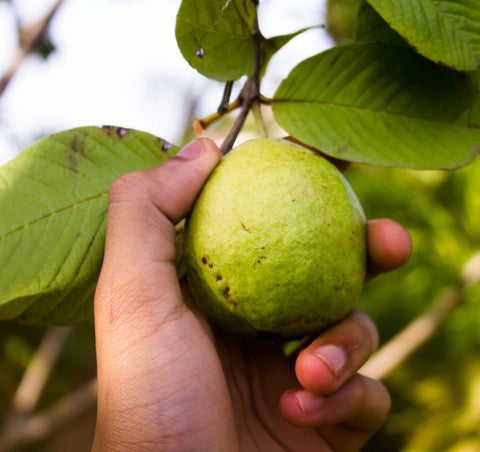 Guava Fruit Plant