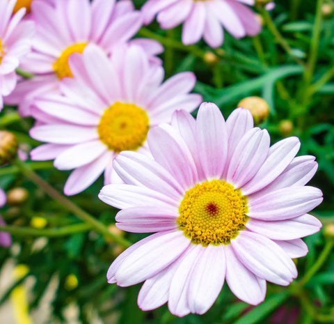 Blue Daisy Flowers